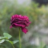 薔薇の兄弟