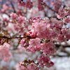 河津桜まつりに行ってきたの巻１