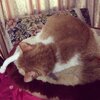   猫写真♯274