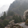 うめの花咲く頃　　　　（新城。川売）