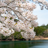 🌸桜2025第９弾🌸湖畔の桜【青蓮寺湖】湖を一周して撮影スポットを紹介