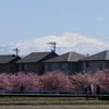 河津桜・屋根・白山