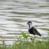 ツバメゲリ(Spur-winged Lapwing)