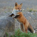 お外が好きなキツネのブログ