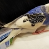 セキセイインコをお迎えする