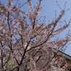 風に舞う桜の花びら