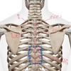 肩甲骨の動きも、胃腸に関係する