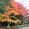 石清水八幡宮へ紅葉見に行く…過去20161118