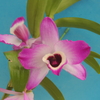 Dendrobium nobile 'Sir. F. W. Moore' 