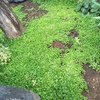 半年経過のグランドカバー③サギゴケ🍃