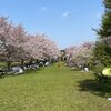 見渡せば弾ける子の声花の下