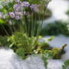 淡雪の花壇と今年最初のクロッカス