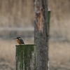 遠いカワセミ、暗いカワセミ