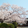 夜半の嵐に舞う桜