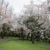 出雲大社　参道　令和6年4月　前編