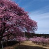 2月27日～3月3日の手仕舞い