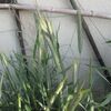 【隠居の家庭菜園　ライ麦　04/04】