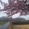 雨の中の桜。南房総市白浜町、千葉県道86号から紫雲寺に入る道の桜。（2025年3月5日の開花状況）