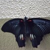 小朝の落語