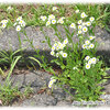 交通公園清掃報告「白い花」/ Traffic Park Cleaning Report "White Flowers"