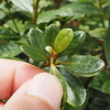 ツツジの花芽と葉芽の見分け方。無剪定と剪定時の花芽形成時期の違い。