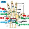 【基礎から学ぶ】手の関節【解剖学】