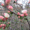 　今日の花・木瓜(ボケ)　　花言葉・一目惚れ　