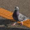 鳩に関するエトセトラ