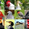 鳩、ブレブレ