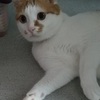 猫の毛抜け毛