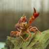 アメリカザリガニ Procambarus clarkii