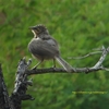 Large Grey Babbler オジロヤブチメドリ（インドの鳥その42）