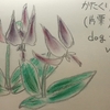 かたくり（dog tooth violet）