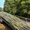 竹・竹・竹・・の収穫
