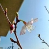 春分の日、富士桜が開花である