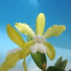 Cattleya tigrina　f.alba