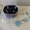 ダイソー秋麗の胴切り他