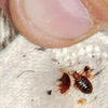 How Does a Professional Bed Bug Exterminator Agency Work Step By Step?