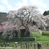 大宇陀の又兵衛桜