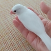 ７羽のクリッピングしてあった文鳥達②