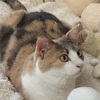 ブログのすすめ