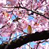 春はすぐそこに…… 大寒桜とメジロ