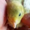 ゼェゼェからの復活