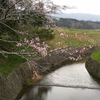 春日神社宮川の桜