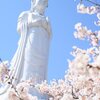 船岡桜の海（その3）