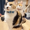 猫の写真をAIで遊んでみたら、あまりにもかわい過ぎました((o(｡>ω<｡)o))ｶﾜｲｲ