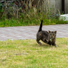 玄界灘離島のねこさん