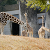 アミメキリン Giraffa camelopardalis reticulata