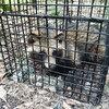 アライグマが罠(わな)にかかりました。