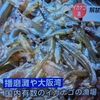 イカナゴ漁